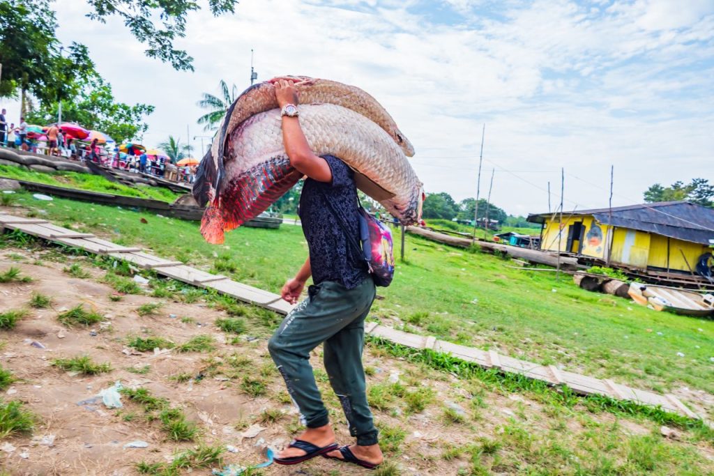 Paiche: The River's Great Fish - what to eat in the Peruvian Amazon