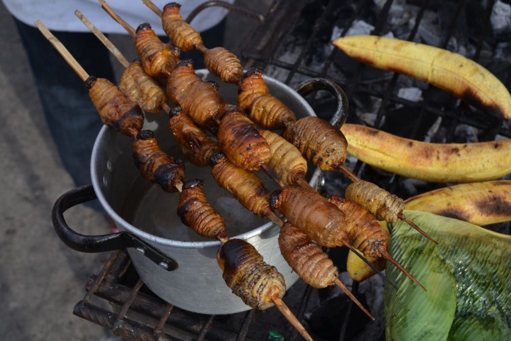 Suri Grubs - What to eat in the Peruvian Amazon