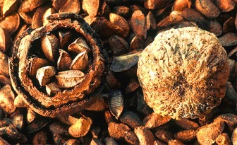 The Brazil Nut – Health Benefits and Conservation