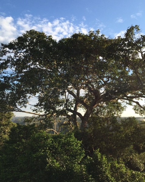 The Brazil Nut – Health Benefits and Conservation