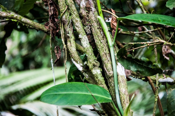 What Is Ayahuasca? 