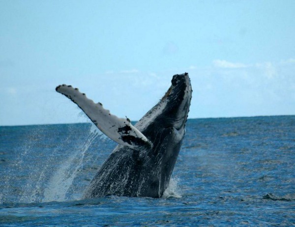 Whale-Watching in Northern Peru
