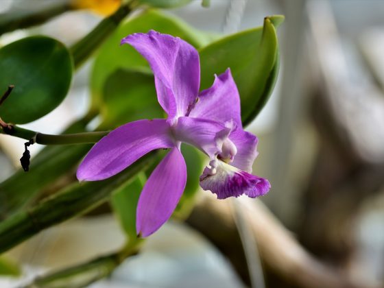 Orchids of Peru