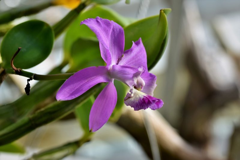 Orchids of Peru