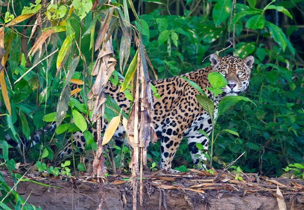 Become Scientists in the Jungle of Peru
