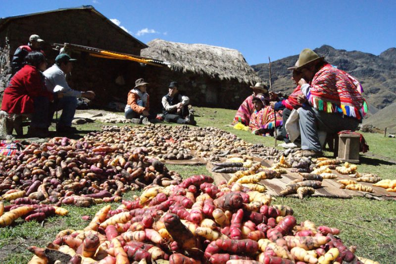 The Tuber Trail A Journey into Peru’s Quechua Potato Culture Enigma