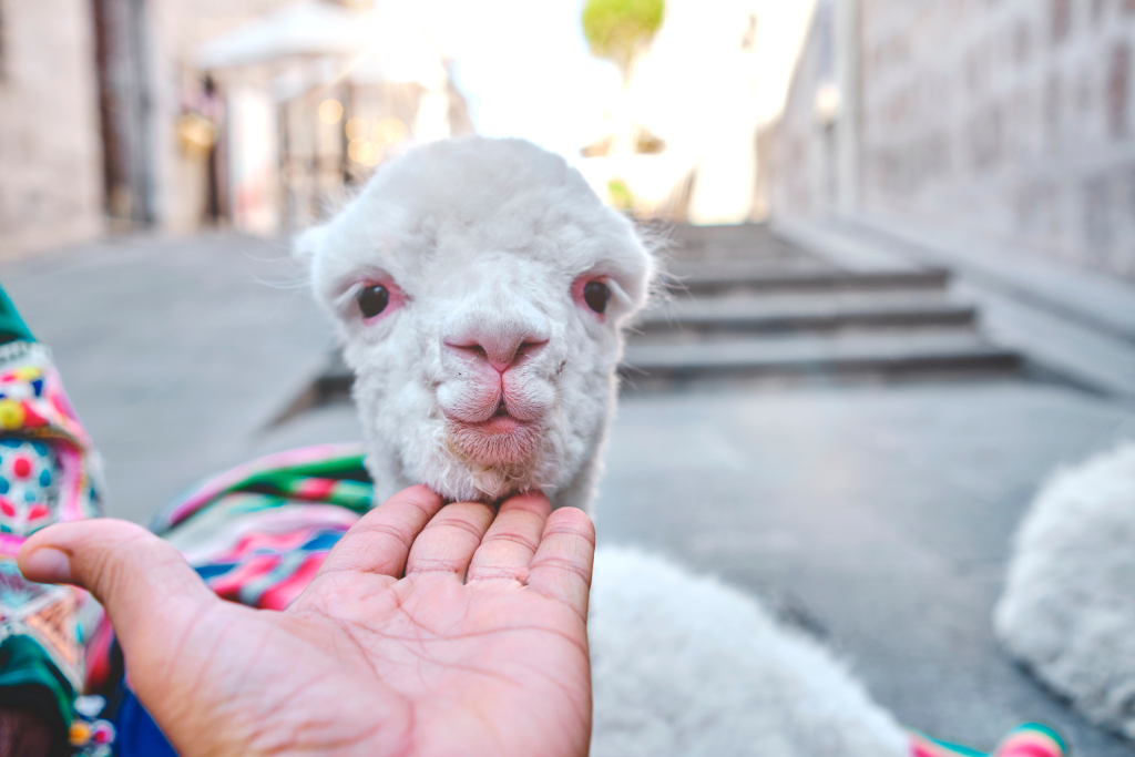 Peru's camelids