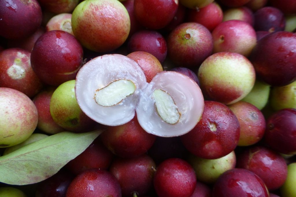 Camu camu - What to eat in the Peruvian Amazon