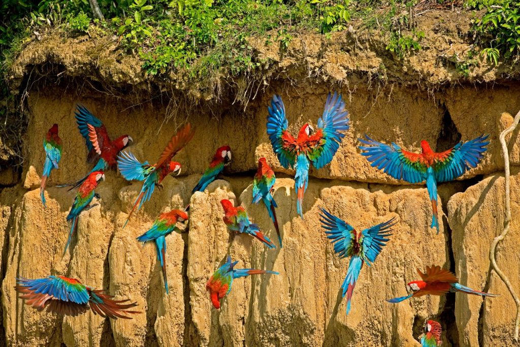 Red and green Macaw eating clay in Manu National Park, Peruvian Amazon.